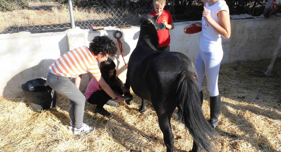 English Horse Camp II, grooming - Cortijo Las Minas